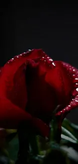 Elegant red rose with dew on petals in a dark setting.