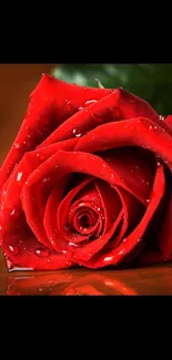 Close-up of a red rose with dewdrops on petals.