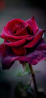 Close-up of an elegant deep red rose in bloom.