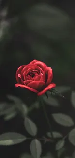 Elegant red rose on a dark background creates a sophisticated mobile wallpaper.