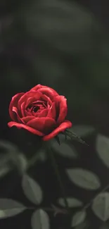 Elegant red rose with dark green leaves on a mobile wallpaper.