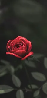 Dark background with a blooming red rose in focus.