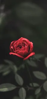 Elegant red rose on dark background wallpaper.