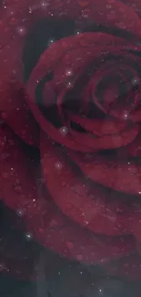 Elegant red rose wallpaper with dew drops and deep colors.