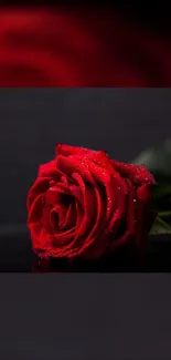 Elegant red rose on dark background wallpaper.