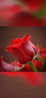 Close-up of a vibrant red rose with green leaves.