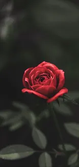 Elegant red rose on dark background, perfect for mobile wallpaper.