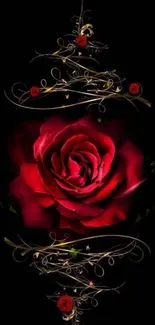 Elegant red rose on black background with gold accents.