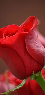 Close-up of a vibrant red rose with detailed petals on a mobile wallpaper.