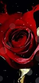 Dark red rose with splash effect on black background.