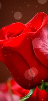 Elegant red rose wallpaper with vibrant colors for your mobile phone.