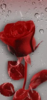 Red rose with water droplets on grey background.