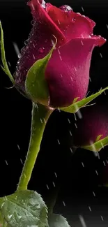 Elegant red rose on dark background with dewdrops.