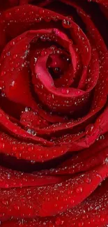 Close-up of a vibrant red rose with dewdrops on petals, enhancing its elegance.