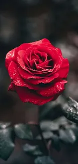 Elegant red rose with dew on leaves mobile wallpaper.