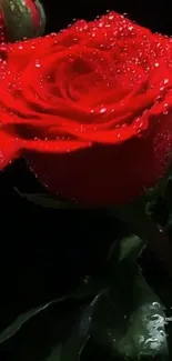 Dew-covered red rose against a dark background, featuring vibrant petals.