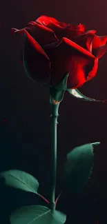 Vibrant red rose with dark background.