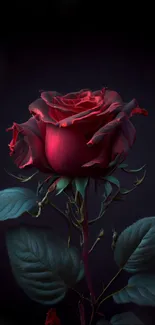 Elegant red rose on a dark background.