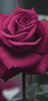 Beautiful deep red rose close-up on dark background.