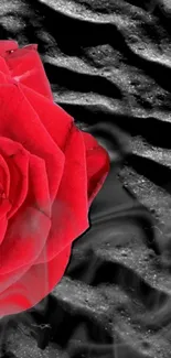 A vibrant red rose on a textured black background.