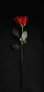 Single red rose on a black background wallpaper.