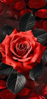 Elegant red rose with dark leaves wallpaper.