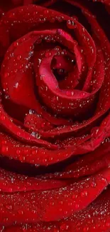 Close-up of a red rose with dew drops on petals.