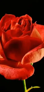 A vibrant red rose with dark background.