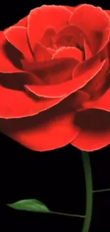 Elegant red rose with dark background.