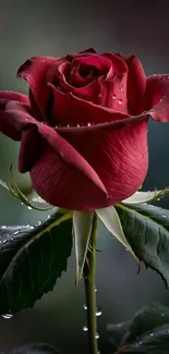 Close-up of a vibrant red rose with water droplets.