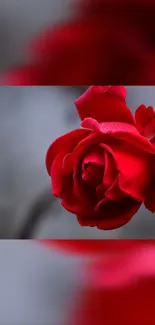 Vibrant red rose bloom on a mobile wallpaper.