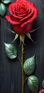 Red rose with green leaves on dark background.