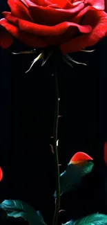 Red rose with vibrant petals on dark background.
