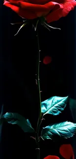 Elegant red rose on dark background wallpaper.