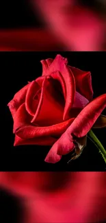 Stunning red rose on black background wallpaper.
