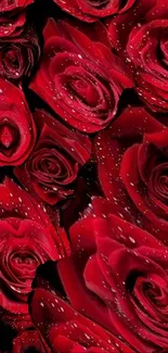 Red roses with dewy petals mobile wallpaper.