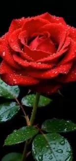 Vibrant red rose with dew drops on petals