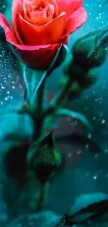 Vibrant red rose on teal, elegant wallpaper.