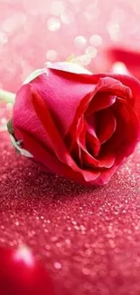 Vibrant red rose on sparkling background.