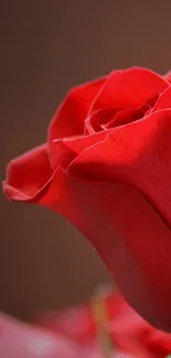 Close-up of a vibrant red rose highlighting petals.