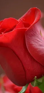 Close-up of a vibrant red rose on a mobile wallpaper.
