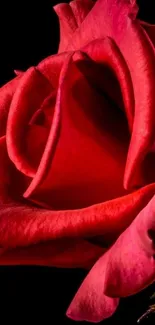 Close-up of a vibrant red rose on black background for mobile wallpaper.