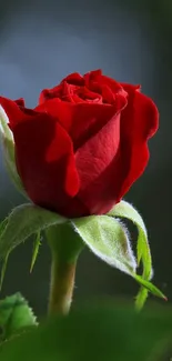 Red rose with lush green leaves on a blurred background.