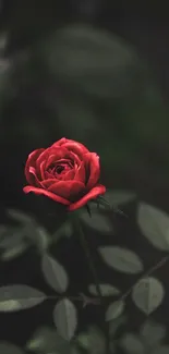 Mobile wallpaper featuring an elegant red rose against a dark leafy background.