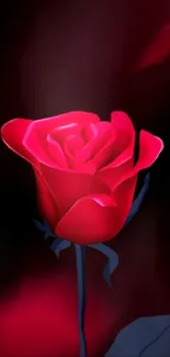 Elegant red rose on a dark background.