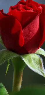 Close-up of elegant red rose with detailed petals and green leaves.