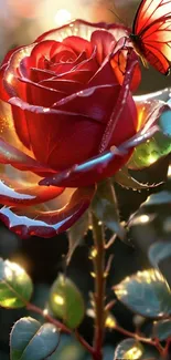 Red rose with butterfly and dewdrops mobile wallpaper.