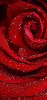 Close-up of a red rose with dewdrops on petals.