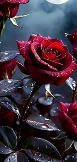 Red roses with dew at night.