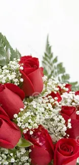 Elegant red rose bouquet with baby's breath on white background.